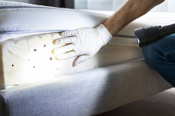 Best Rat Extermination Near Me  in Dianapolis, IN