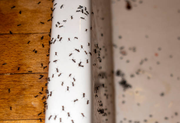 Best Pest Prevention Services  in Dianapolis, IN